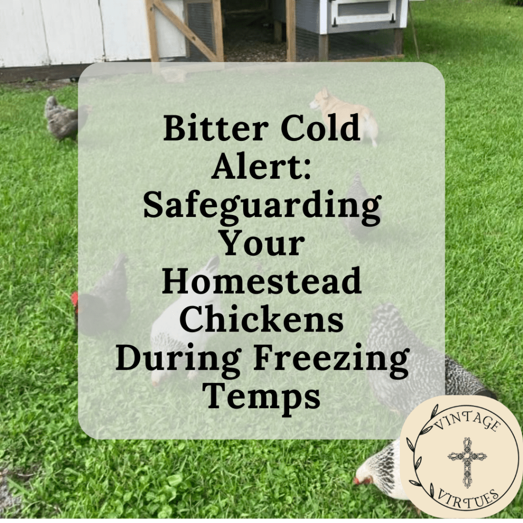 Bitter Cold Alert: Safeguarding Your Homestead Chickens During Freezing&nbsp;Temps