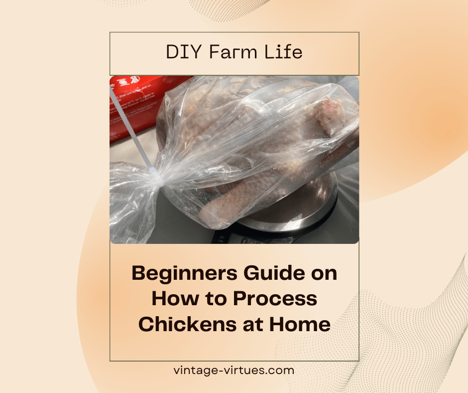 Beginners Guide on How to Process Chickens at&nbsp;Home