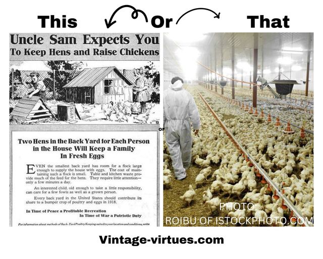 Beginners Guide on How to Process Chickens at Home – Vintage Virtues